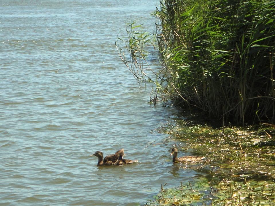 sulina iunie 2013 - 1012219.jpg